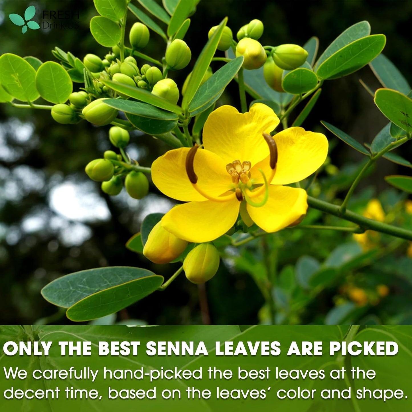 Premium Senna Leaf Tea Bags, 100% Natural & Pure from Senna Leaves. Loose Leaf Senna Herbal Tea, Made with Natural Material Tea Bags, Senna Leaf Tea. No Sugar, No Caffeine, No Gluten, Vegan. - Korvel