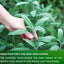 Premium Sage Leaf Tea Bags - 100% Natural Herbal Infusion