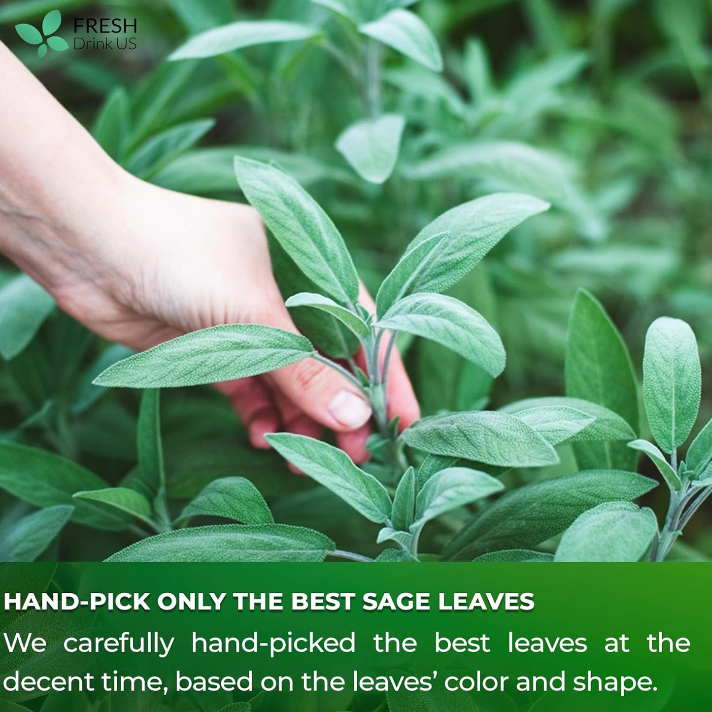 Premium Sage Leaf Tea Bags - 100% Natural Herbal Infusion