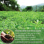 Stevia Leaf, Whole Dried Leaves, Tea Bags, Powder, 100% Natural and Pure from Stevia Leaves. Sugar Substitute for Tea, Coffee. Loose Leaf Stevia Herbal Tea. Zero Calorie Sweetener. No Sugar, No Caffeine, No Gluten, Vegan. - Korvel