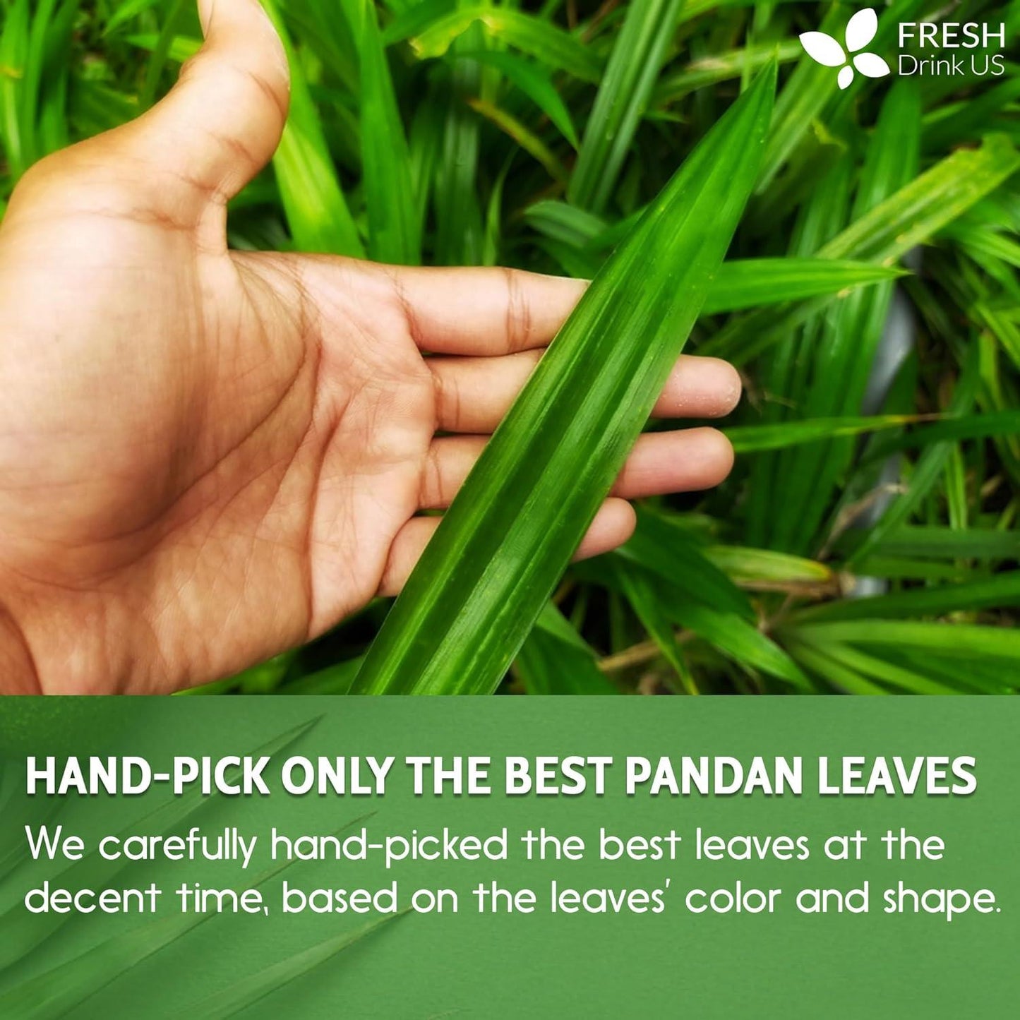 100% Pure Dried Pandan Leaves - Natural Flavoring Powder