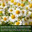 Chamomile Tea Bags, 100% Natural Chamomile, Freshly Picked, Naturally Dried Chamomile, Hand-made, Biodegradable Tea Bag - Korvel