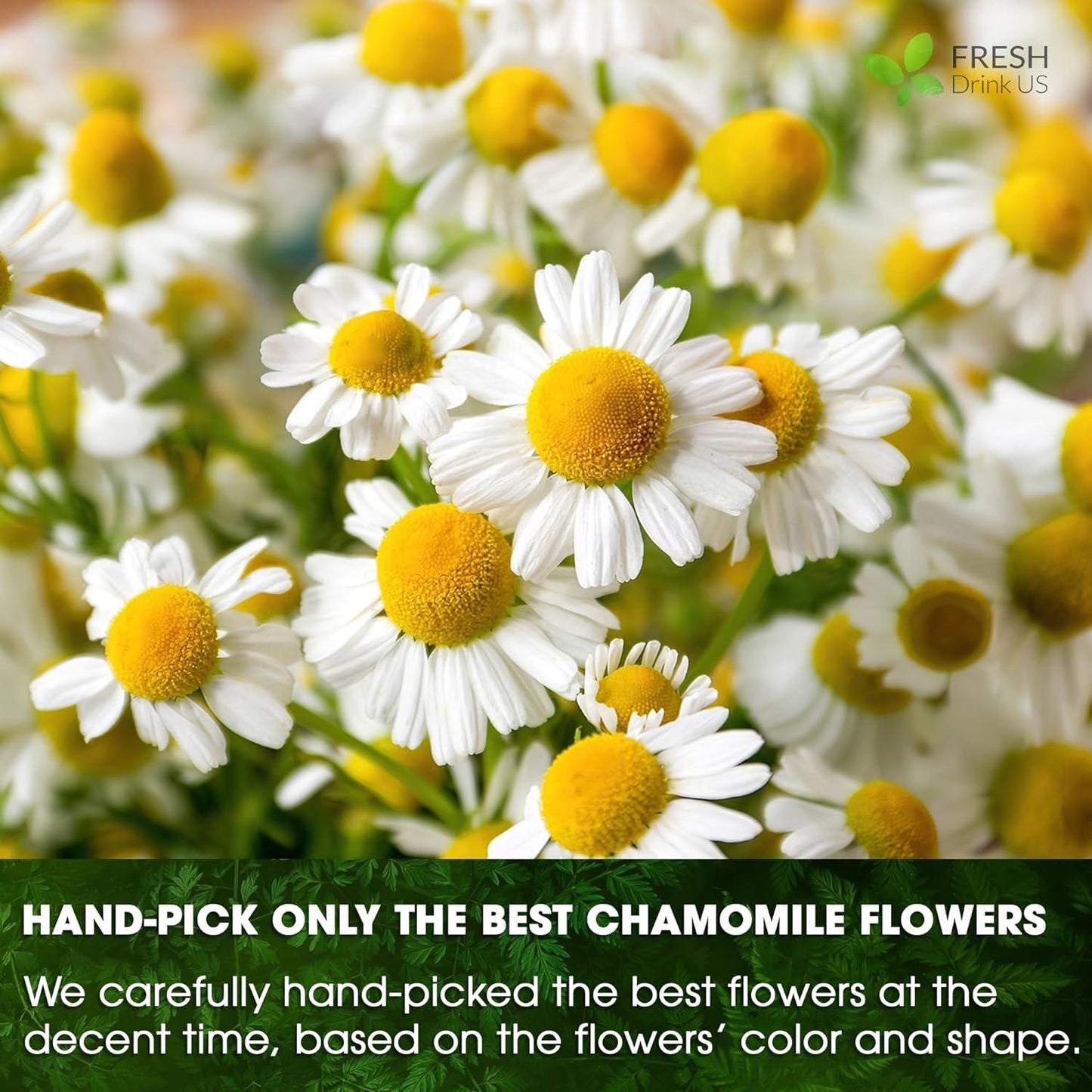 Chamomile Tea Bags, 100% Natural Chamomile, Freshly Picked, Naturally Dried Chamomile, Hand-made, Biodegradable Tea Bag - Korvel