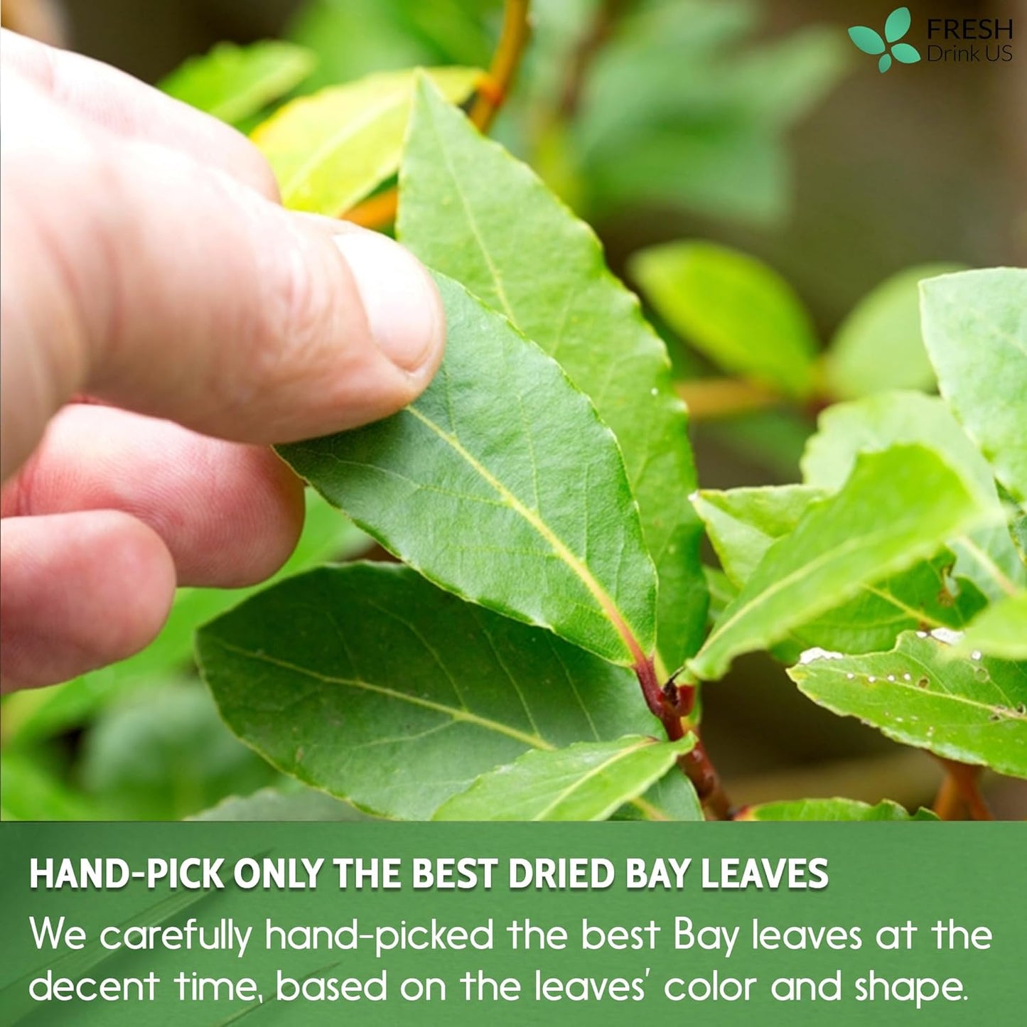 Premium Dried Bay Leaves - Whole & Powdered Spice