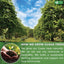 Bolsitas de té de hoja de guayaba premium 