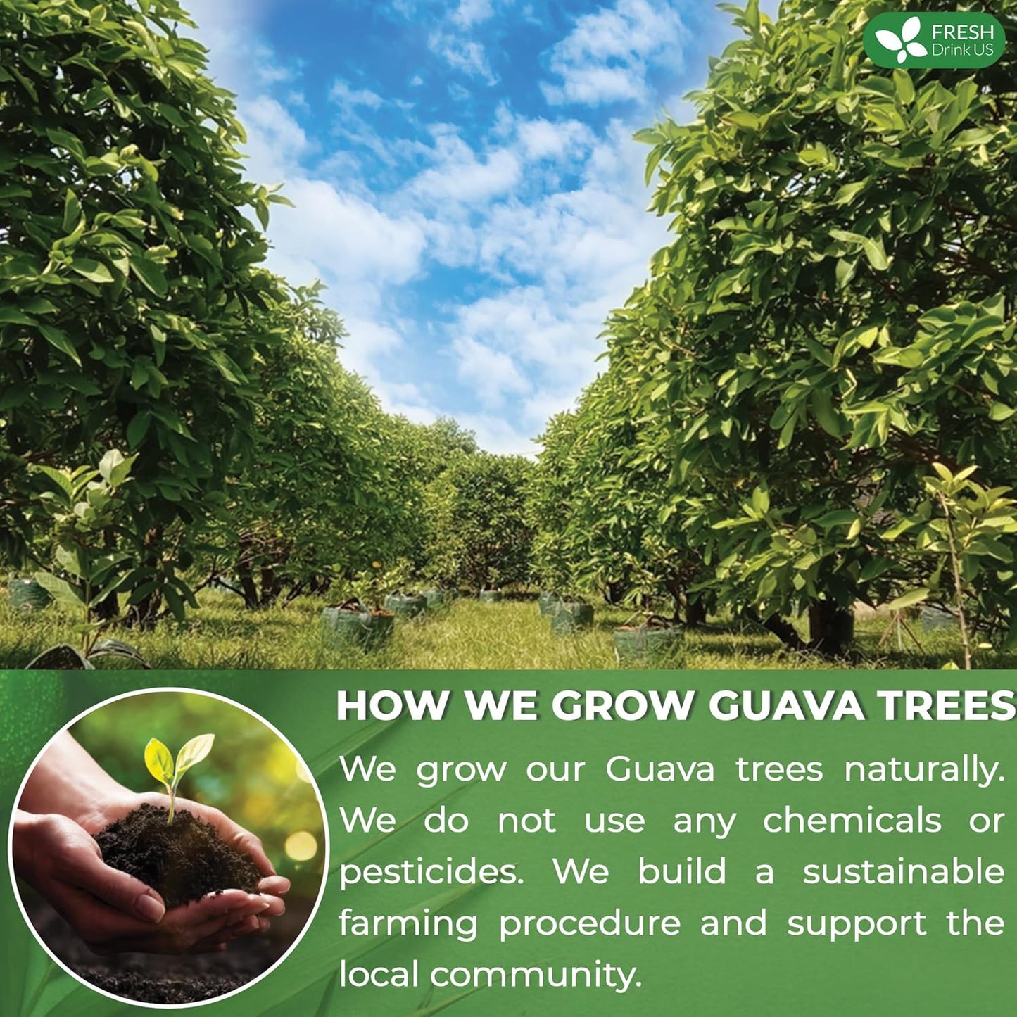 Bolsitas de té de hoja de guayaba premium 