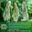 Premium Sage Leaf Tea Bags - 100% Natural Herbal Infusion