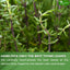 Premium 40 Thyme Leaf Tea Bags - 100% Natural Herbal Infusion
