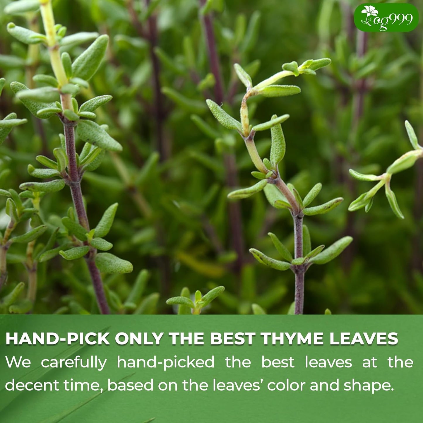 Premium 40 Thyme Leaf Tea Bags - 100% Natural Herbal Infusion