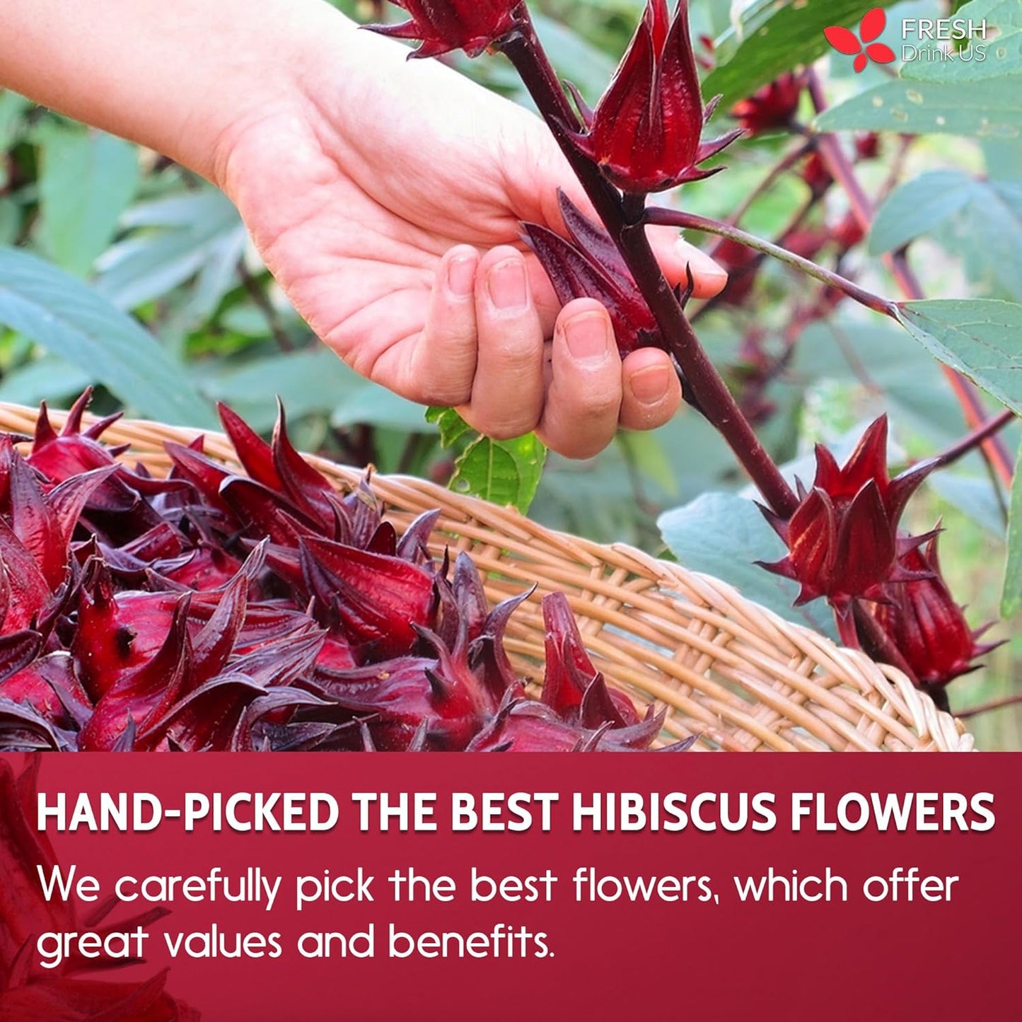Hibiscus Dried Flowers, Tea Bags, 100% Natural, Pure from Hibiscus Flowers. Loose Flower Hibiscus Herbal Tea. Hibiscus Flower Tea. No Sugar, No Caffeine, No Gluten, Vegan. - Korvel
