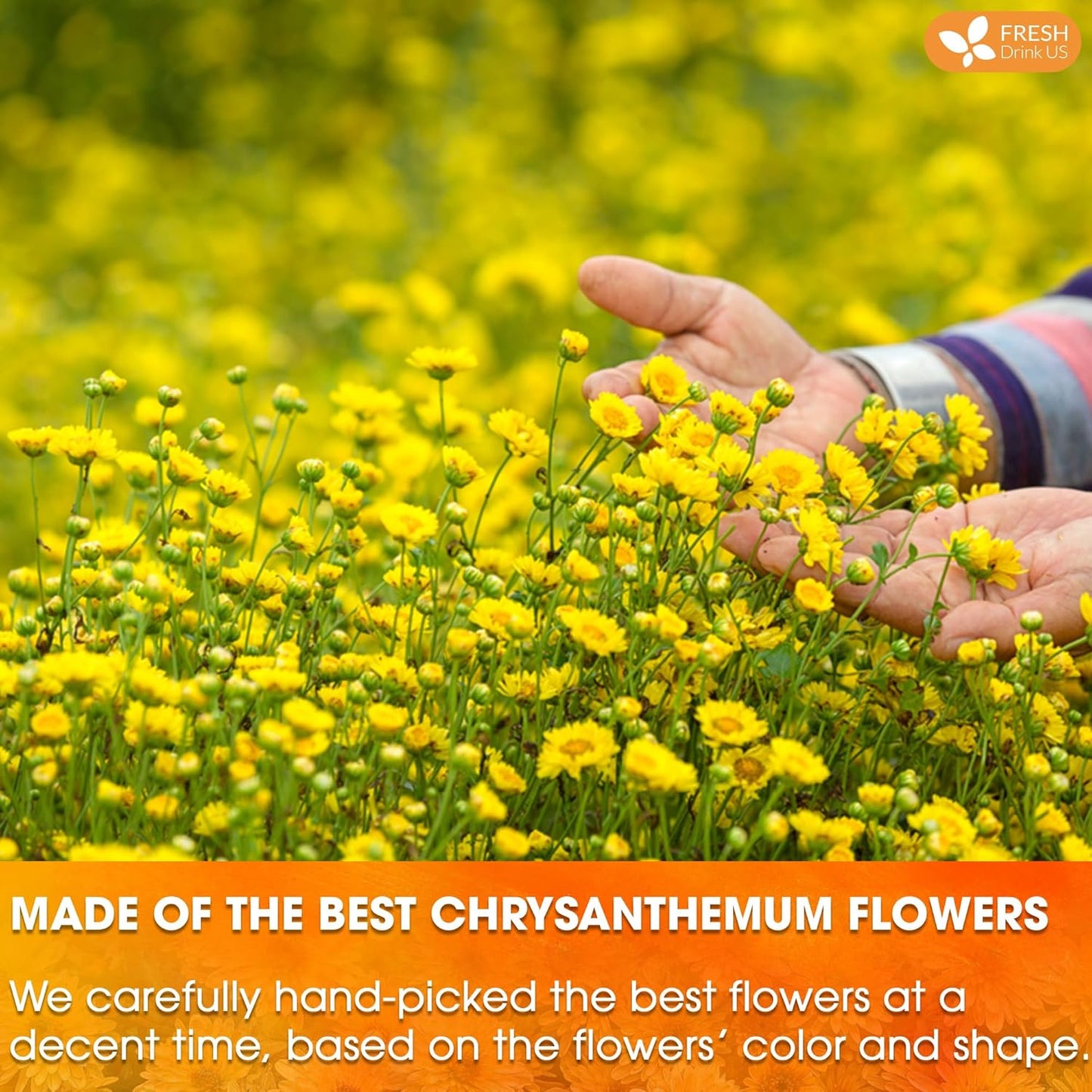 Organic Chrysanthemum Herbal Tea Bags - Caffeine-Free & Vegan