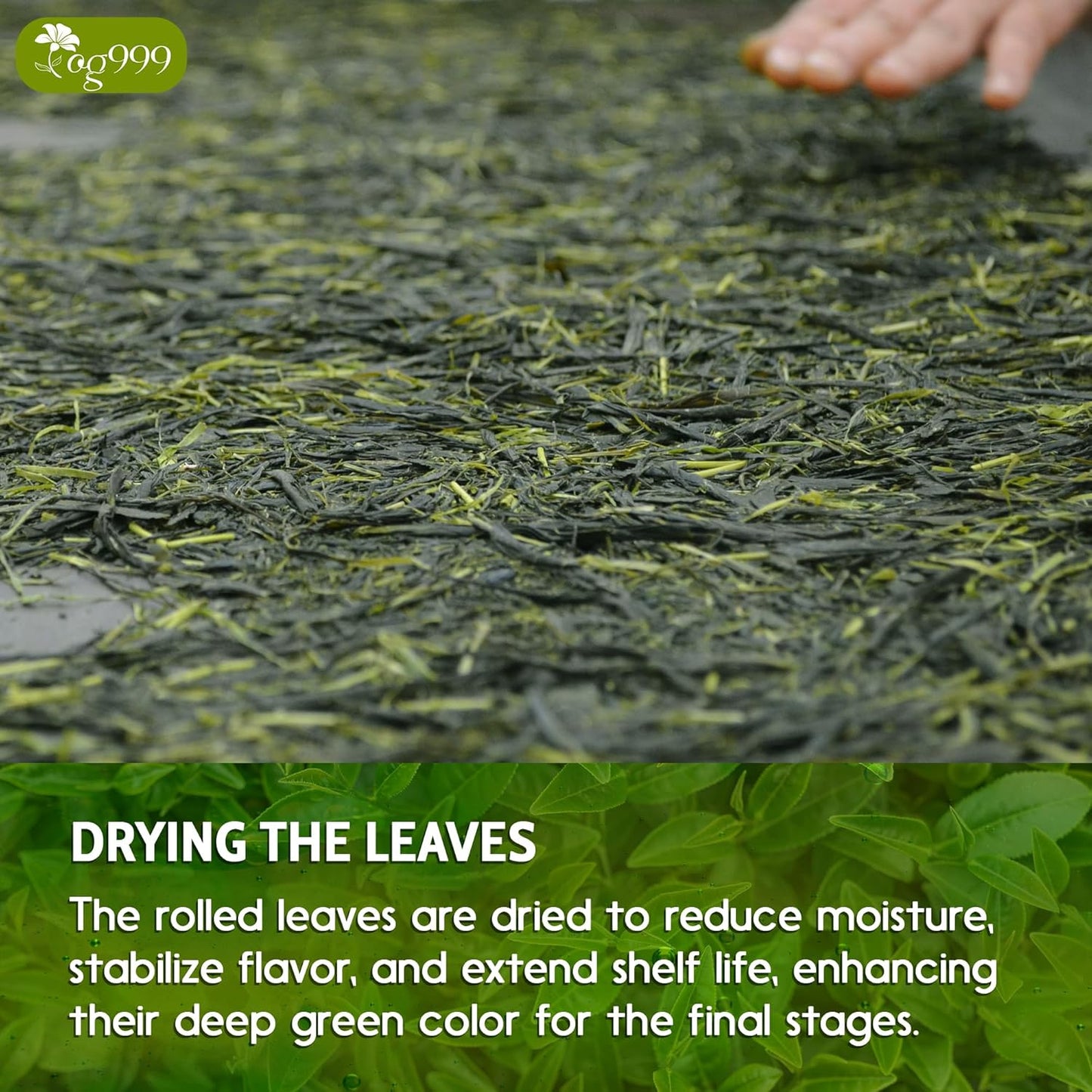 Premium Sencha Green Tea Bags - 100% Natural & Pure
