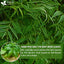 Premium Neem Leaf Tea Bags - 100% Natural & Pure