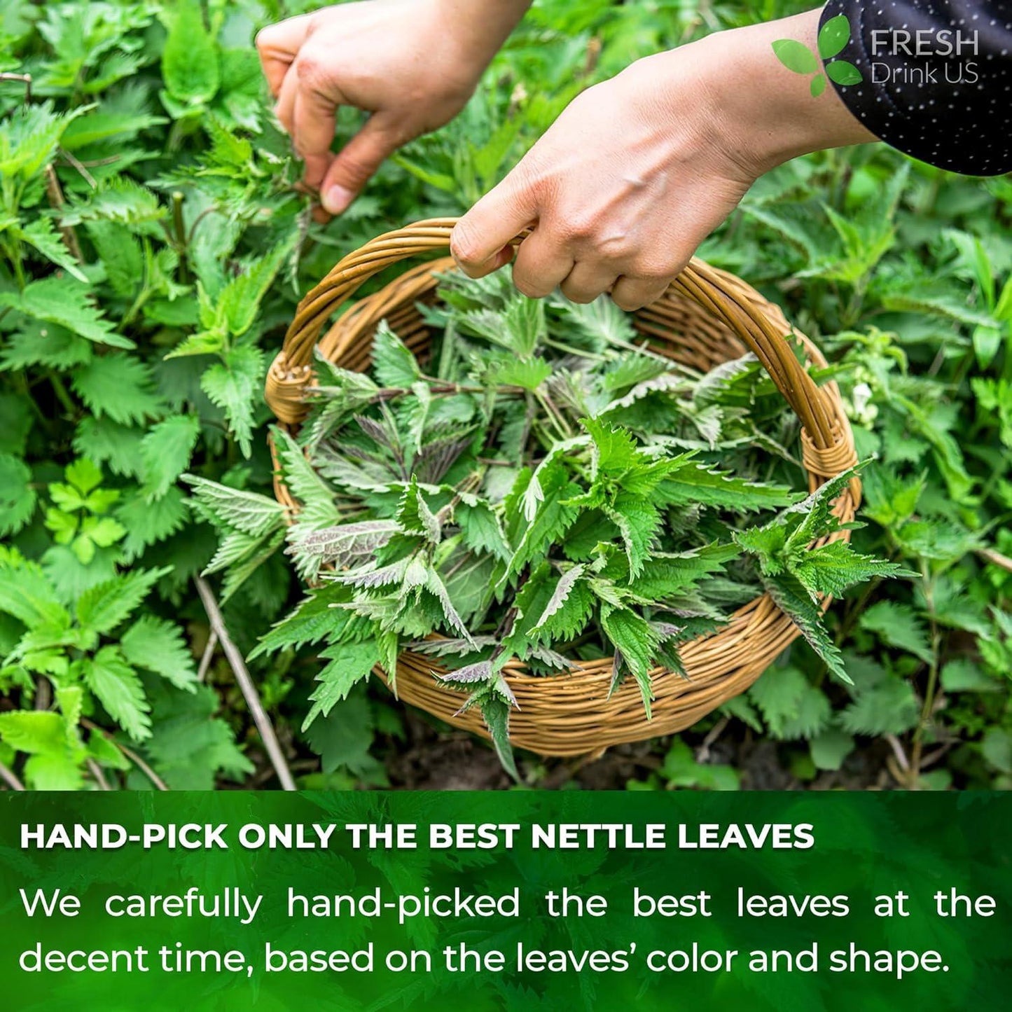 Premium Nettle Leaf Tea Bags - 100% Natural & Pure