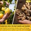 Premium Lemon Ginger Herbal Tea Bags - Eco-Conscious & Vegan