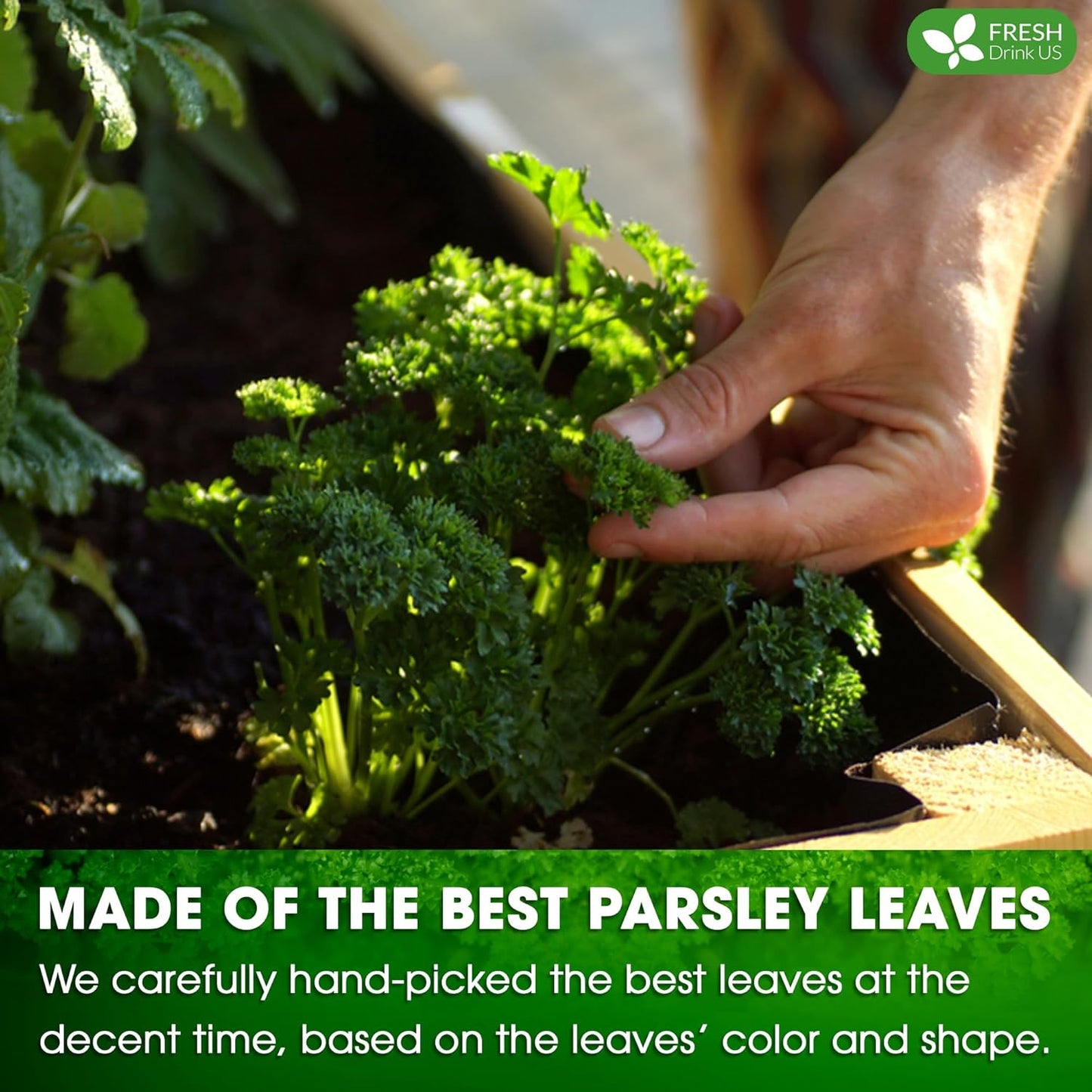 Premium Parsley Leaf Tea Bags - 100% Natural & Pure