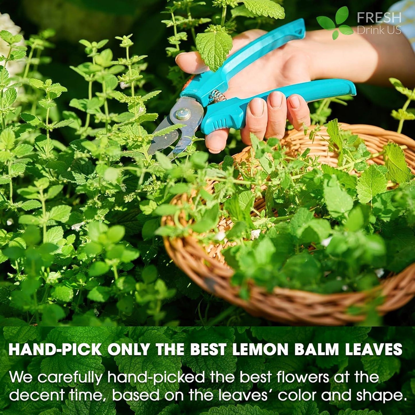 Premium Lemon Balm Leaf Tea Bags - 100% Natural & Pure