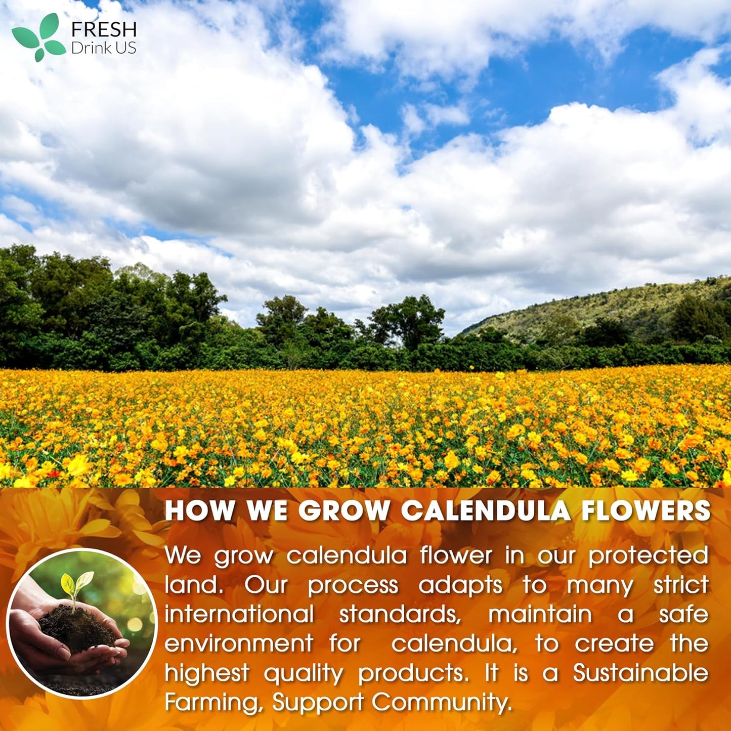Bolsitas de té de caléndula, flores de caléndula 100 % naturales y puras, ecológicas. Infusión de caléndula. Sin azúcar, sin cafeína, sin gluten, vegana. 