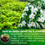 Premium Jasmine Green Tea Bags - Natural & Vegan
