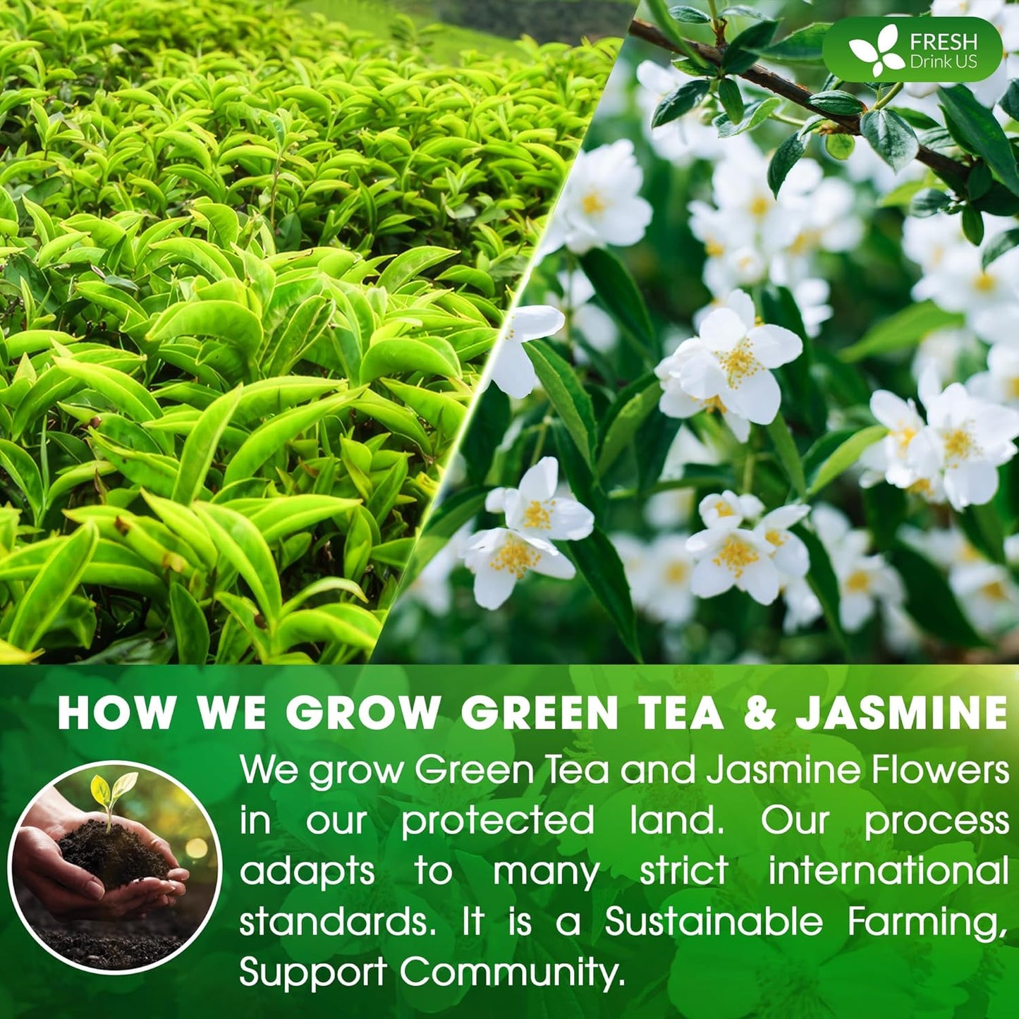 Premium Jasmine Green Tea Bags - Natural & Vegan