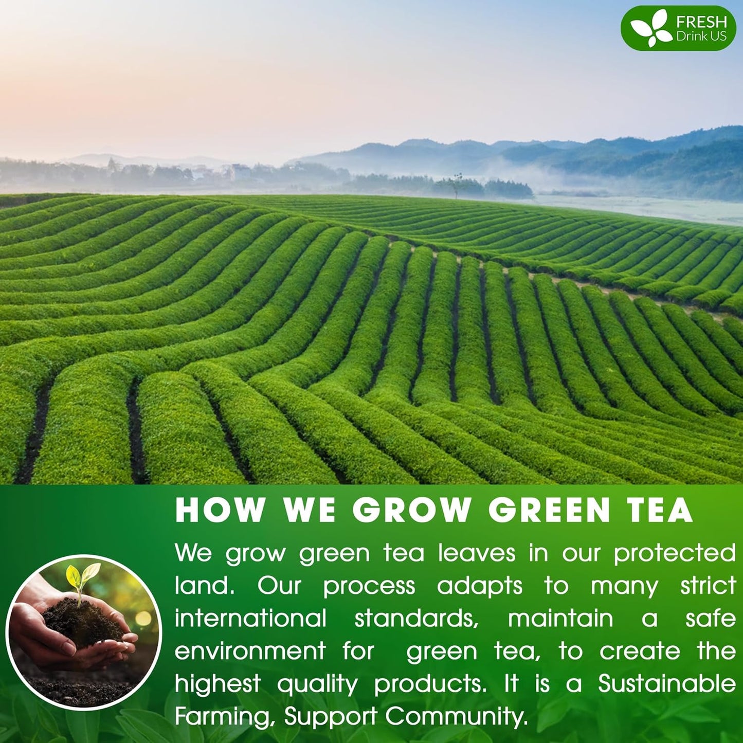 Bolsitas de té verde premium, 100 % natural y puro. Té verde de hierbas. Sin azúcar, sin gluten, vegano. 