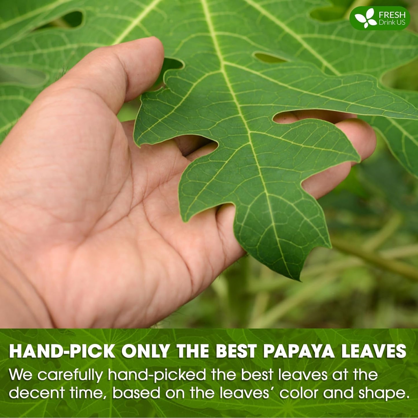 Premium Papaya Dried Leaves Herbal Tea - Caffeine-Free & Vegan