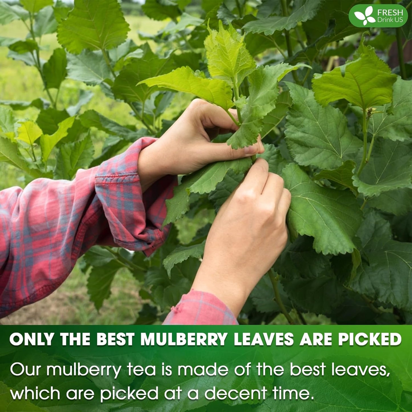 Premium Mulberry Leaf Tea Bags - Sugar-Free, Caffeine-Free, Vegan