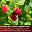 Premium Raspberry Leaf Tea Bags - 100% Natural & Pure