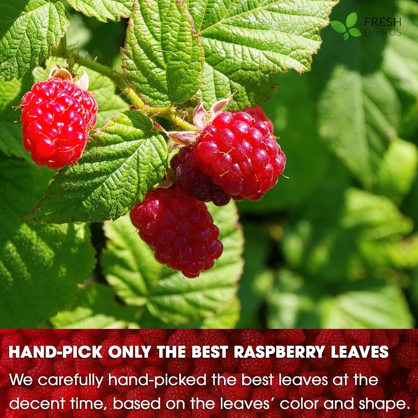 Premium Raspberry Leaf Tea Bags - 100% Natural & Pure