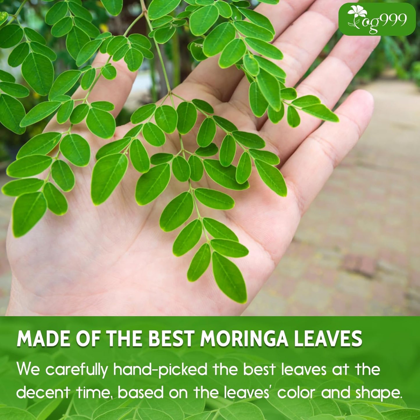 Polvo de hoja de moringa premium, 100 % natural y puro, sin aditivos, sin gluten, sin azúcar, vegano. 