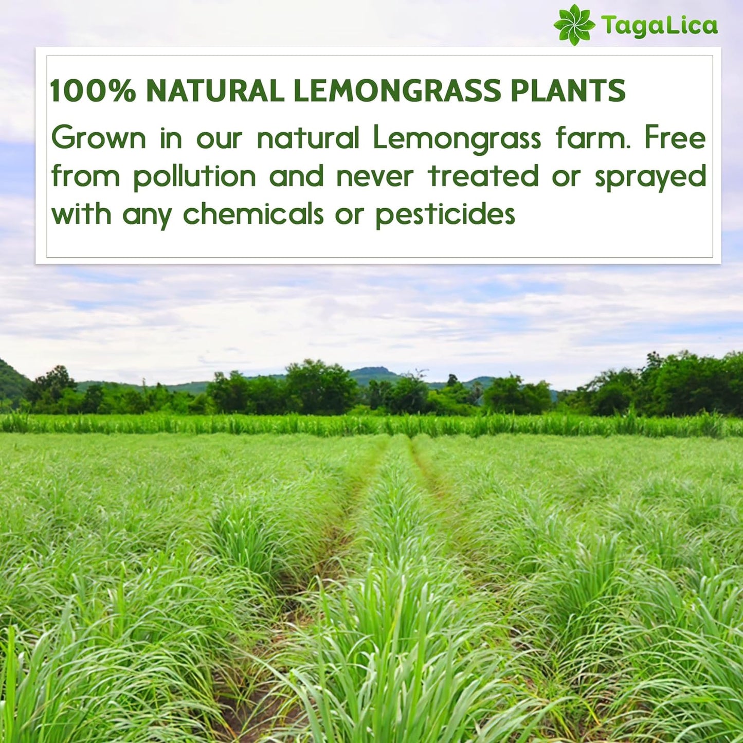 Lemongrass Tea Bags, 100% Natural & Pure Lemongrass leaves, Eco-Conscious Tea Bags, Lemongrass Herbal Tea. Lemongrass Leaf Tea. No Sugar, No Caffeine, No Gluten, Vegan. - Korvel