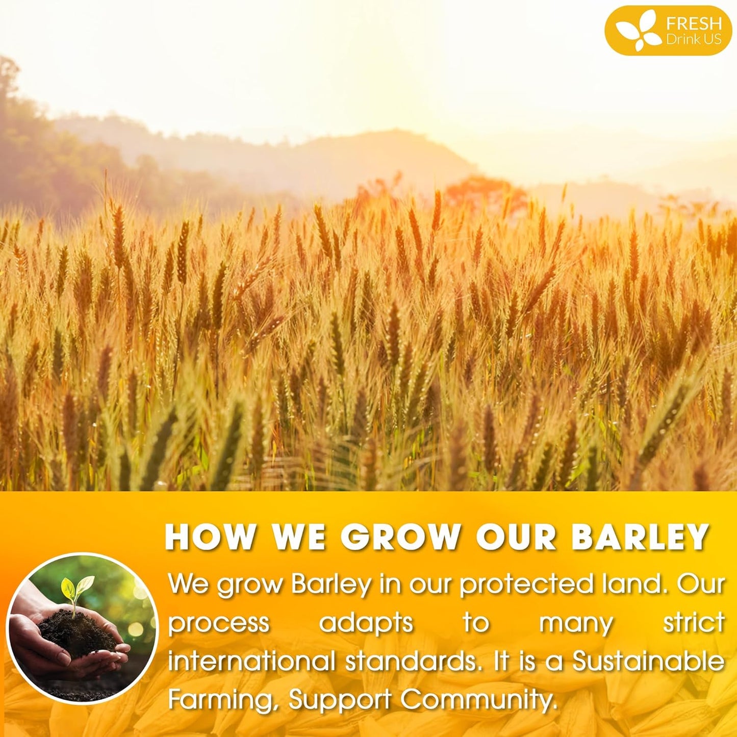 Premium Natural Barley Tea Bags - 100% Pure & Caffeine-Free