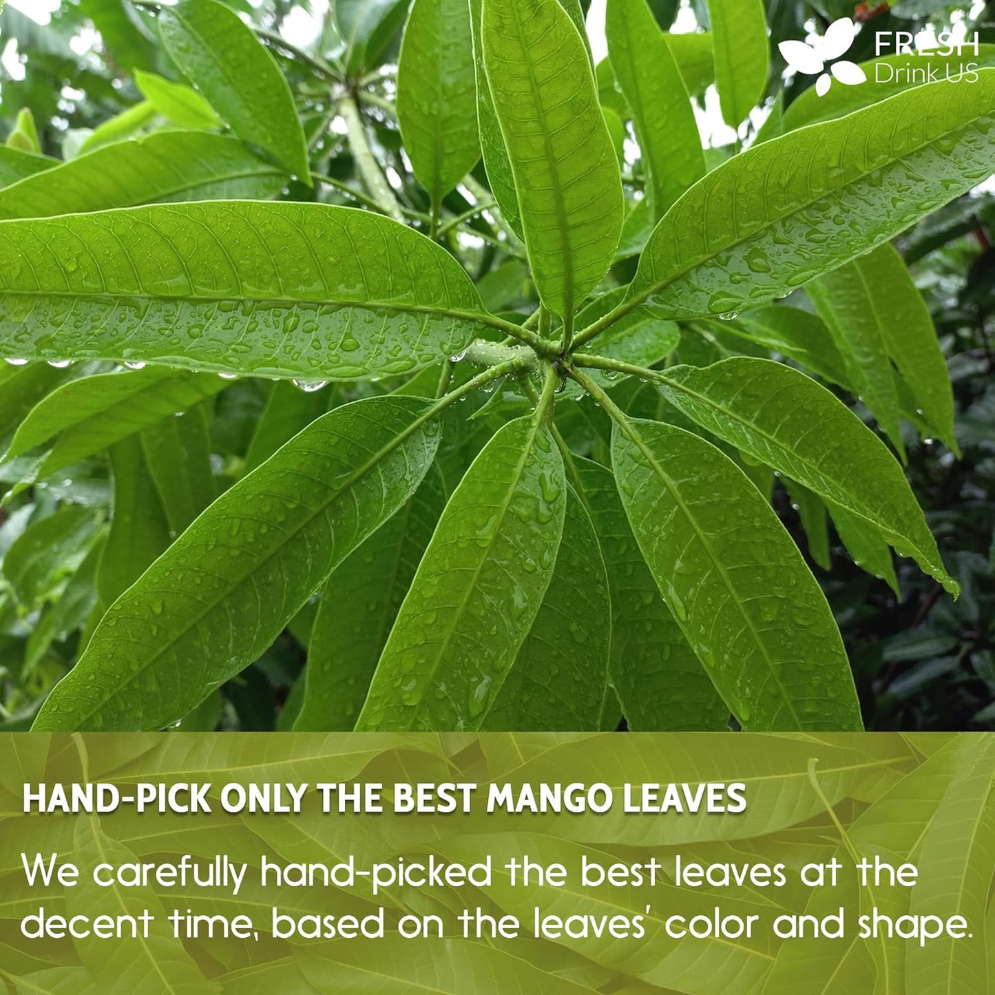 Premium Mango Leaf Herbal Tea - 100% Natural Dried Leaves