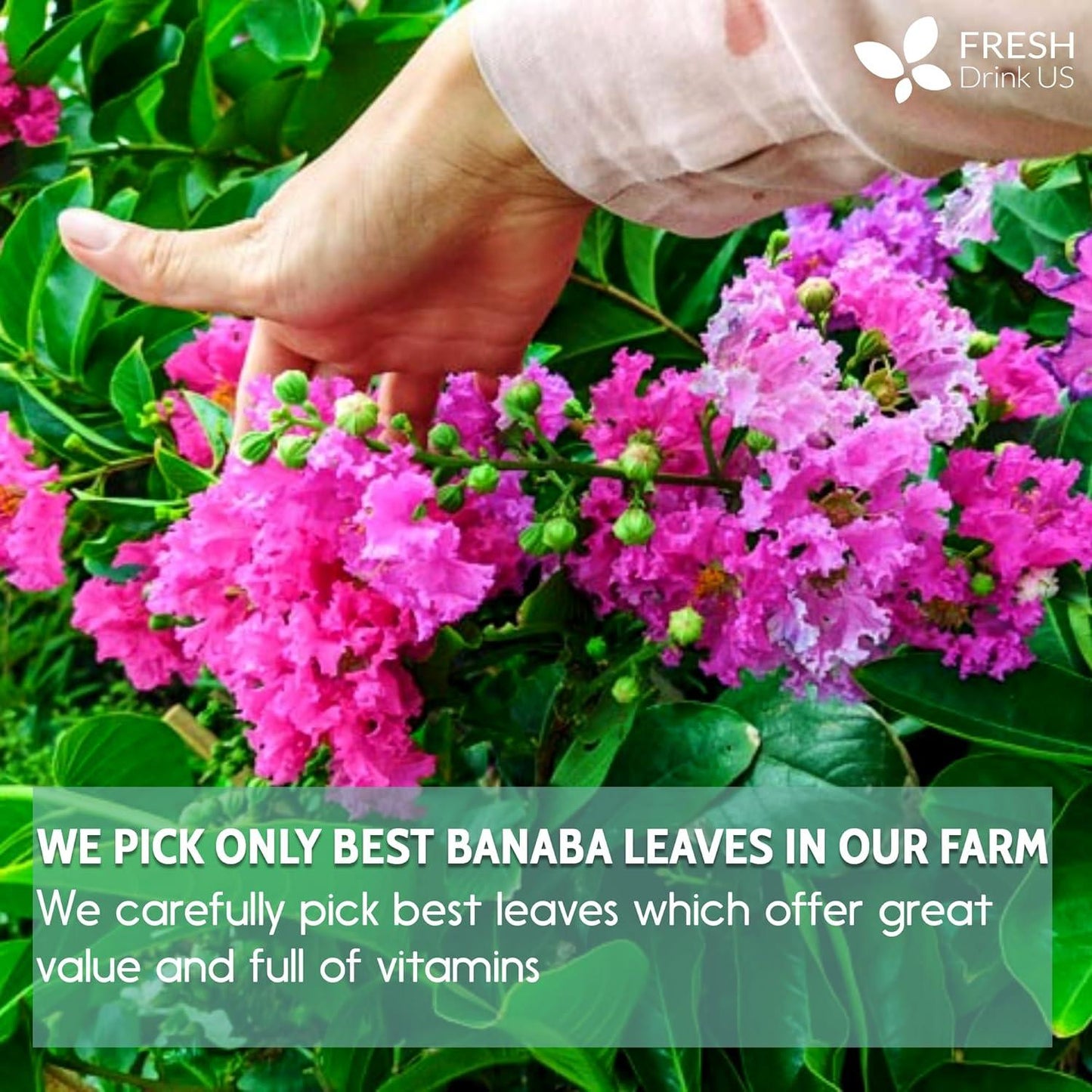 Hojas de banaba secas naturales, bolsitas de té, en polvo, hojas de banaba enteras, hojas de banaba secas 100 % puras, té de hojas de banaba, sin aditivos, sin cafeína, vegano 
