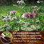 100% Natural Burdock Root Tea Bags - Vegan & Caffeine-Free