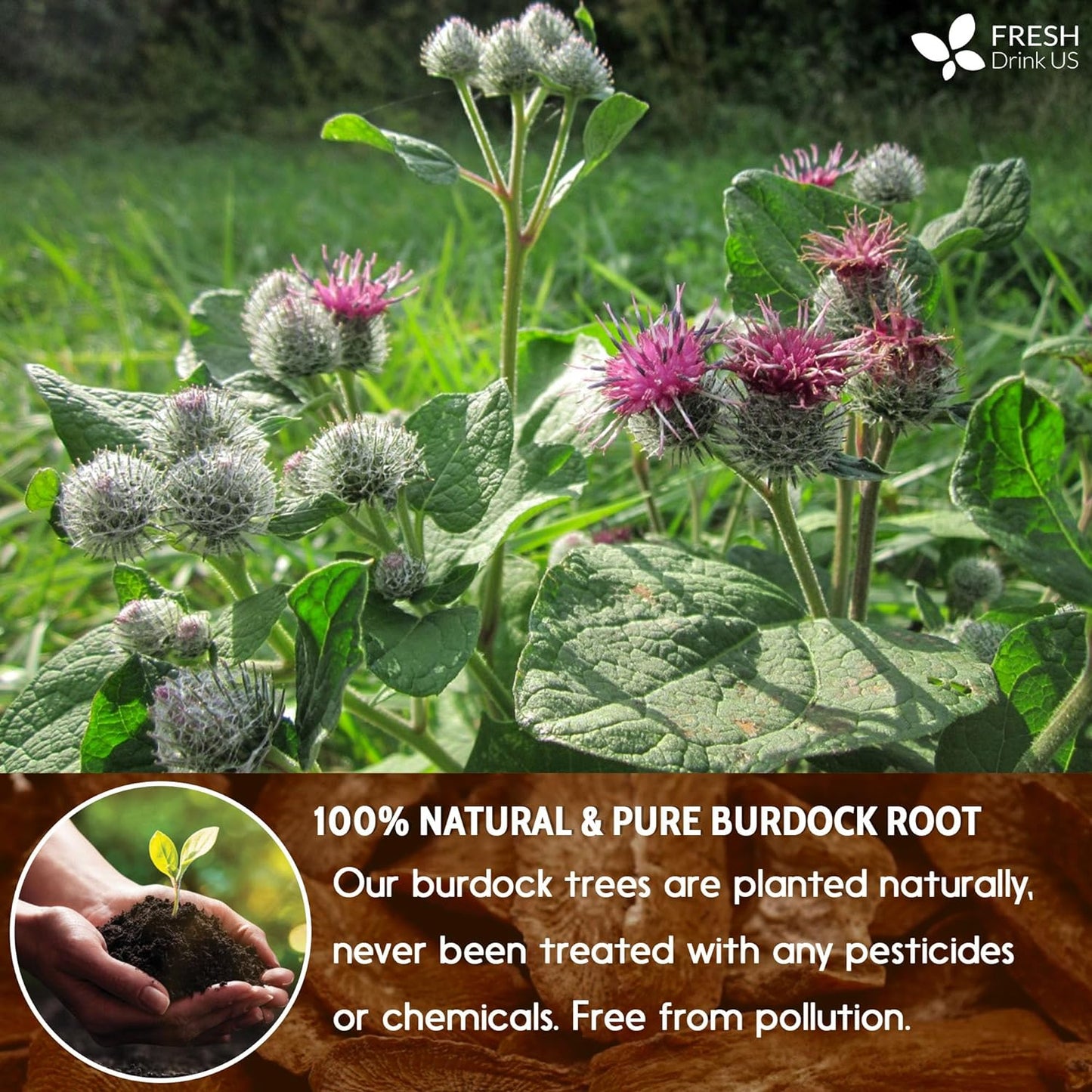 100% Natural Burdock Root Tea Bags - Vegan & Caffeine-Free