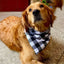 Bandanas de Perro de Cuadro de Algodón Premium - Accesorios Elegantes para Mascotas