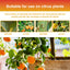Premium 3-1-2 Liquid Fertilizer Concentrate For Citrus Trees, Orange Fruit Tree Plant Root Green Leaf Beauty Fruit Growth Nutrient Solution - Korvel