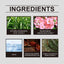 Geranium Inspired Perfume Unique Floral Fragrance Light Fragrance Light Fragrance Elegant Hormonal Fragrance Niche Perfume - Korvel
