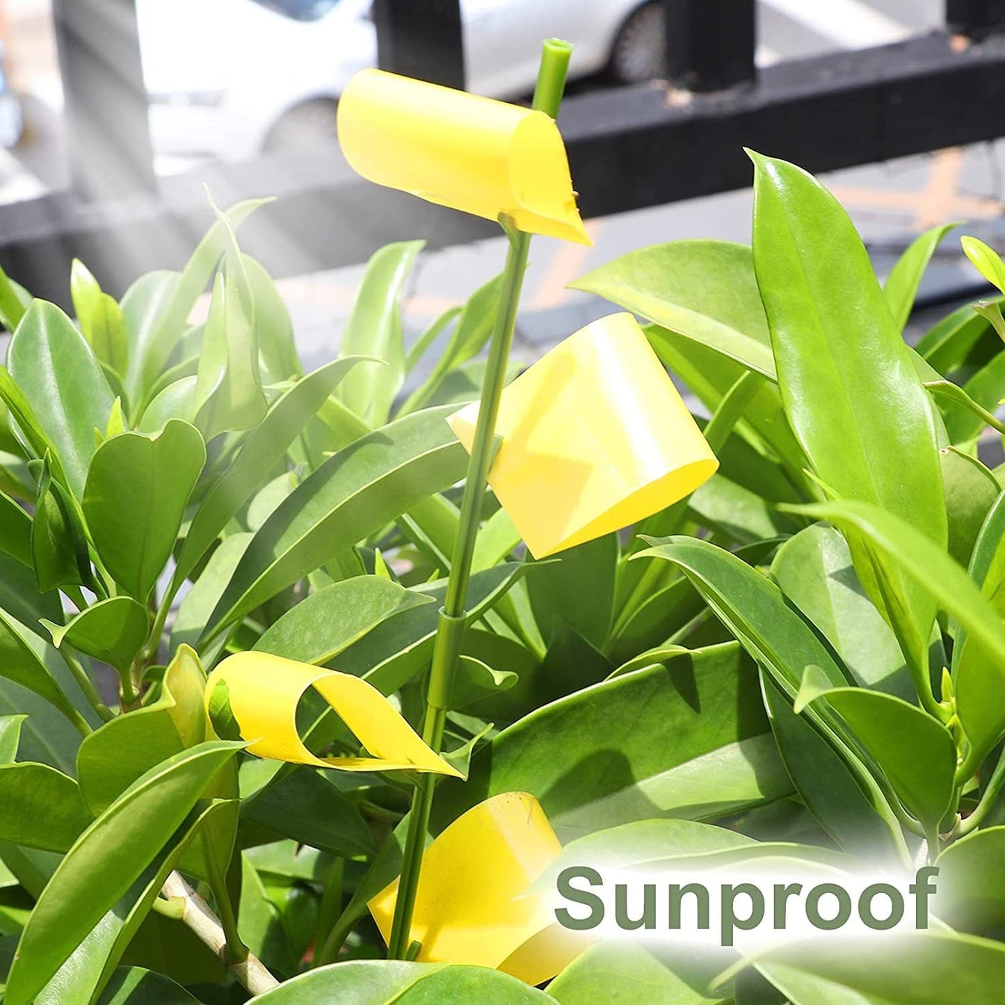 Pièges collants jaunes pour plantes d'intérieur