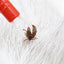 Pet Supplies Dog Cleaning Tool Lice Catcher Flea Tick Clip Pet Bug Pen - Korvel