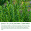Rosemary Shampoo, Prevents Hair Loss Oil Control Fluffy And Smooth Shampoo - Korvel
