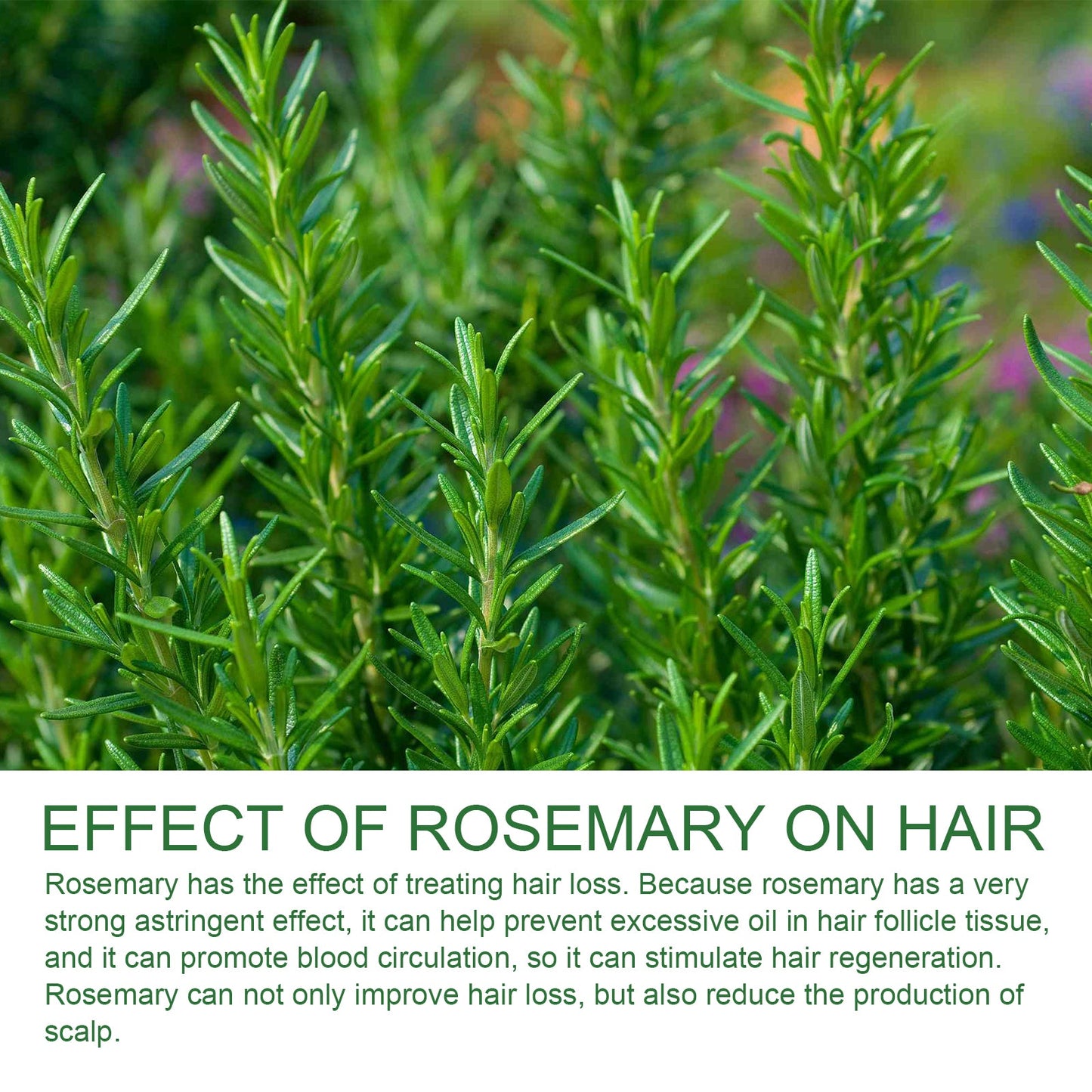 Rosemary Shampoo, Prevents Hair Loss Oil Control Fluffy And Smooth Shampoo - Korvel