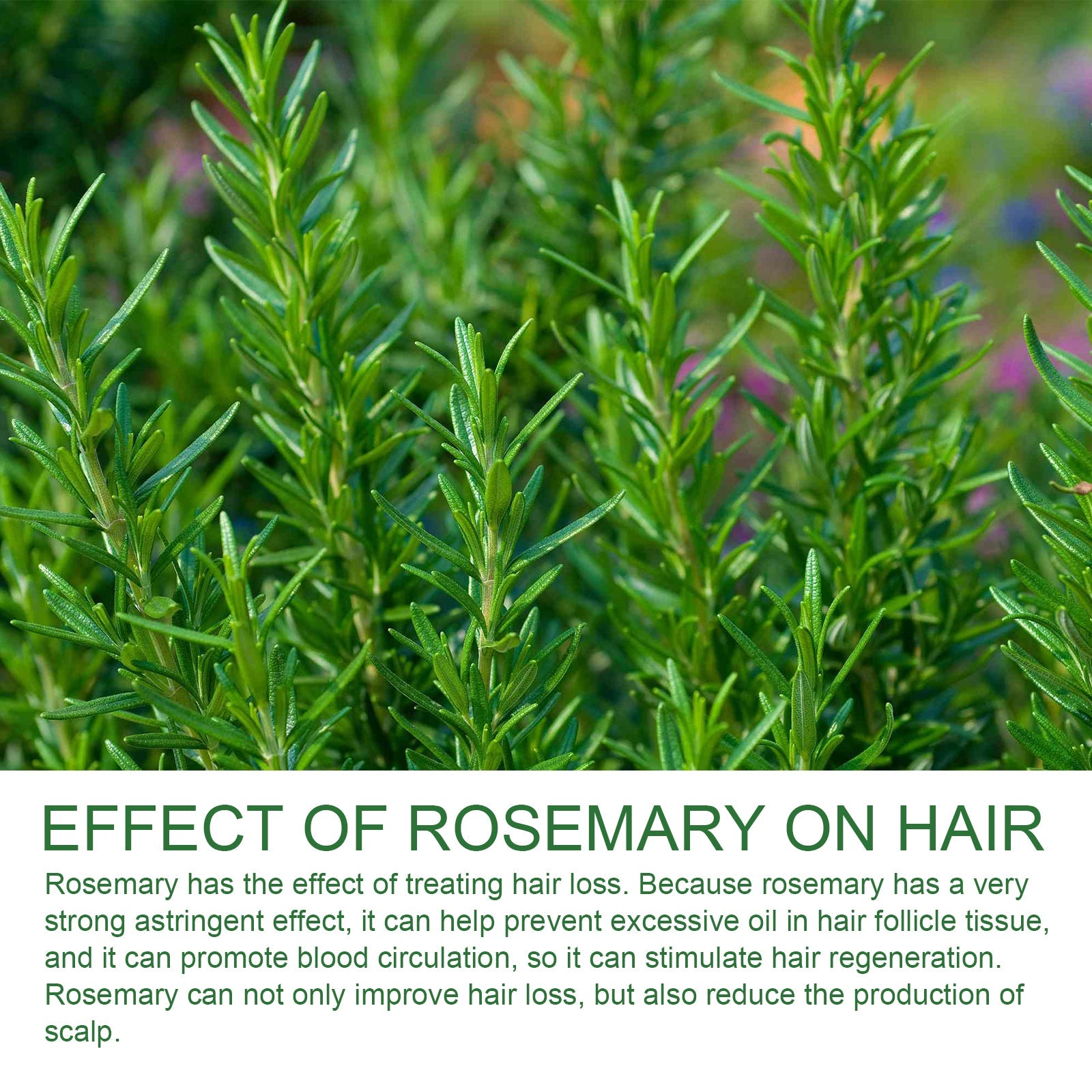 Rosemary Shampoo, Prevents Hair Loss Oil Control Fluffy And Smooth Shampoo - Korvel