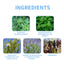 Purification Patch for Freshness and Comfort