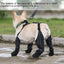 Zapatos para Perros Ajustables e Impermeables para Aventuras al Aire Libre