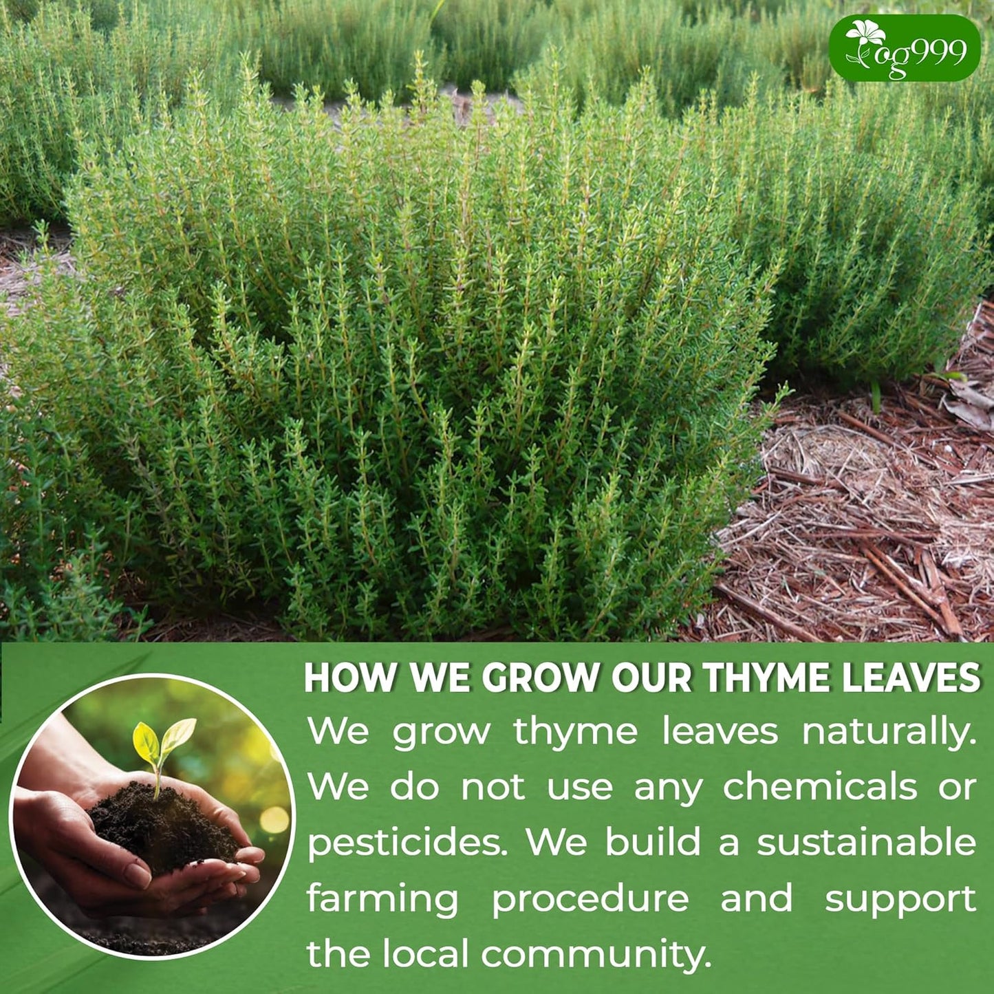 Premium 40 Thyme Leaf Tea Bags - 100% Natural Herbal Infusion