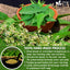 Premium Neem Leaf Tea Bags - 100% Natural & Pure
