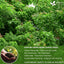 Premium Neem Leaf Tea Bags - 100% Natural & Pure
