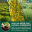 StrongerLungs Tea Bags - Supports Lung Cleanse, Congestion Relief & Mucus Detox - Korvel